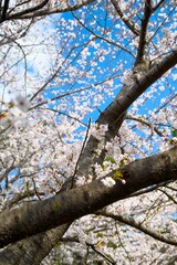 夙川の桜