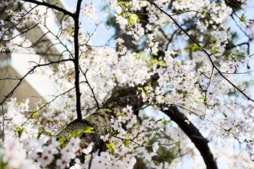 夙川の桜