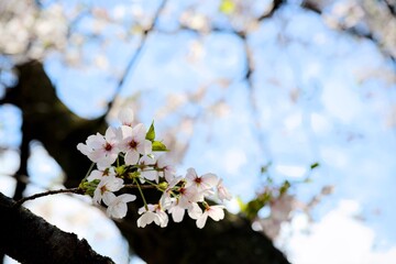 夙川の桜