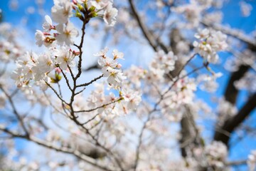 Obraz premium 夙川の桜