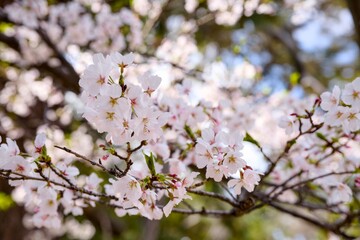 Obraz premium 夙川の桜