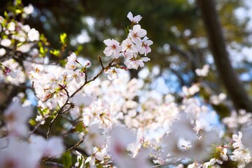 夙川の桜