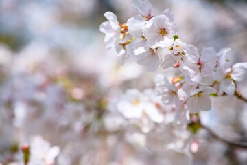 夙川の桜