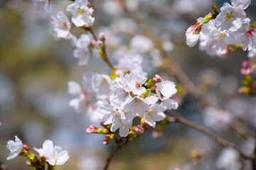 夙川の桜