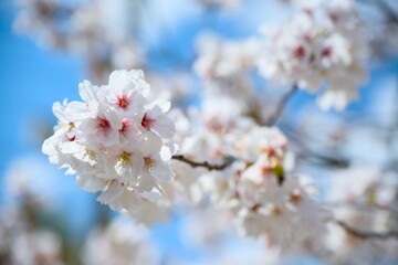 夙川の桜