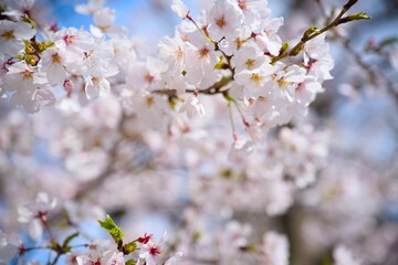 Fototapeta premium 夙川の桜