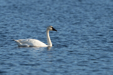 Obraz premium Tundra Swan feeding on a late in late winter on a clear day