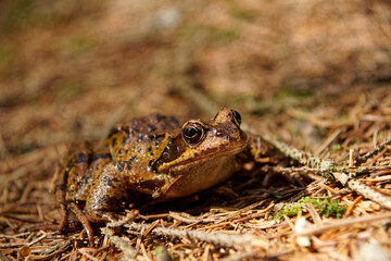 Blick ins Auge eines Braunfrosches