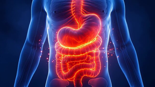 Human Digestive System Illustration Showing Stomach Intestines and Internal Organs.