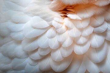 Close-up of a Bird's White Feathers Texture