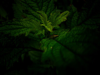 green fern leaves