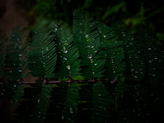 Dew drop on the leaf in the morning background