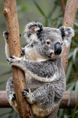Obraz premium Adorable Koala Bear Clinging to Tree Branch in Natural Forest Habitat with Soft Fur and Curious Expression Perfect for Wildlife Conservation or Nature Themed Projects