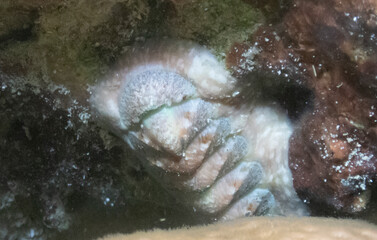 Fototapeta premium Ornate Chiton