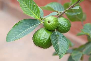 Fototapeta premium Guavas growing on a tree branch