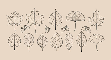 Various Leaves and Acorns on Beige Background © King