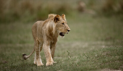 Young African Lion (Panthera leo) with starting mane walking in the savanna, wildlife photography  © PetrDolejsek