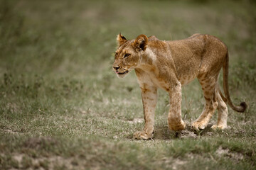 Focused young African Lioness (Panthera leo) walking and stalking in the savanna, wildlife photography © PetrDolejsek