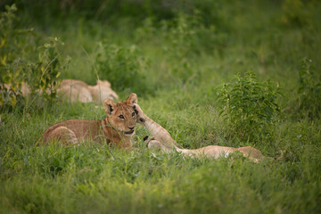 Two young African Lion cubs (Panthera leo) interacting and playing in green grass, Botswana wildlife