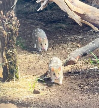 pair of quolls