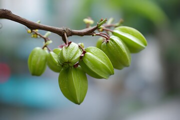 Fototapeta premium Clustering starfruit carambola growing on tree branch