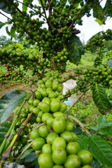 A coffee plant laden with bright green, unripe coffee cherries. The background is blurred with more green leaves and coffee cherries, suggesting a lush, fertile coffee plantation.