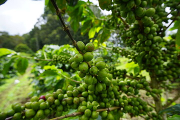 A coffee plant laden with bright green, unripe coffee cherries. The background is blurred with more green leaves and coffee cherries, suggesting a lush, fertile coffee plantation.