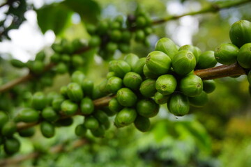 A coffee plant laden with bright green, unripe coffee cherries. The background is blurred with more green leaves and coffee cherries, suggesting a lush, fertile coffee plantation.