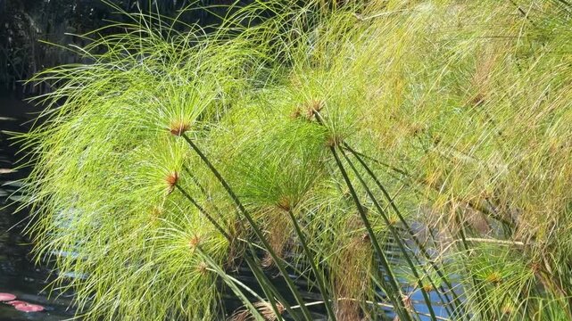 A stand of papyrus sedge, also called paper reed and Nile grass, growing luxuriantly in a serene tropical water garden on a winter day in southwest Florida