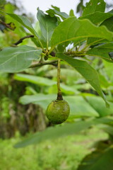 Avocados are green, small round, and hang on stalks among green leaves.