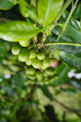 Fototapeta premium A coffee plant laden with bright green, unripe coffee cherries. The background is blurred with more green leaves and coffee cherries, suggesting a lush, fertile coffee plantation.