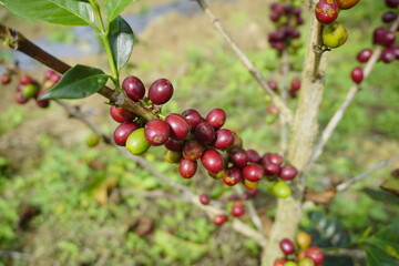 A close-up shot of ripe and unripe coffee cherries on a coffee tree branch. Arabica coffee beans ready for harvest.
