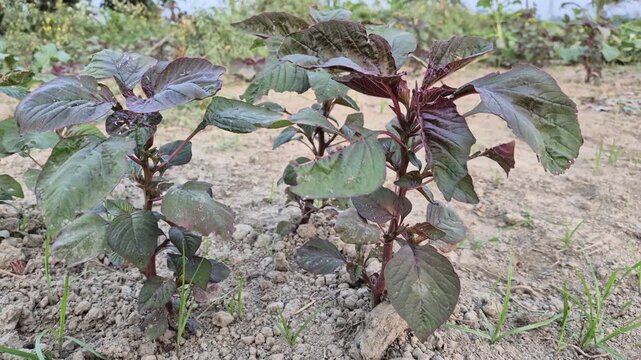 Professional RAW eye level close-up shot of growing red amaranth (Lal Shak) plants in a vegetable garden in Bangladesh, 4K UHD 30fps.