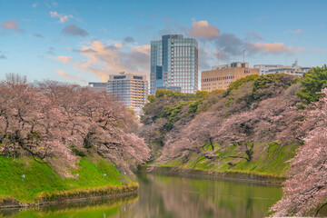 Fototapeta premium Scenic view of blooming cherry blossoms, Sakura over the Chidorigafuchi Moat with Tokyo city skyline