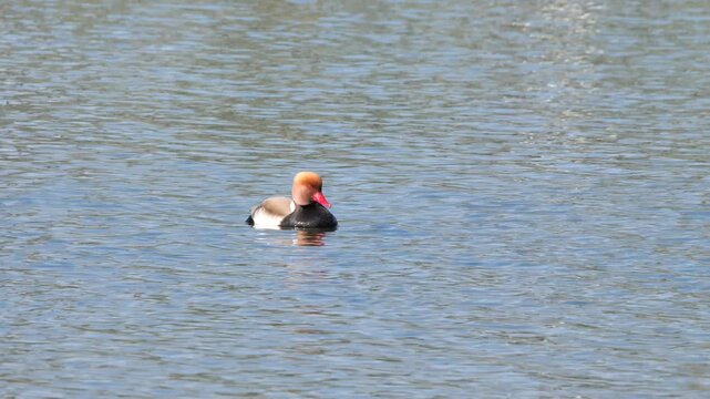 Red-crested pochard male in a pond (Netta rufina)