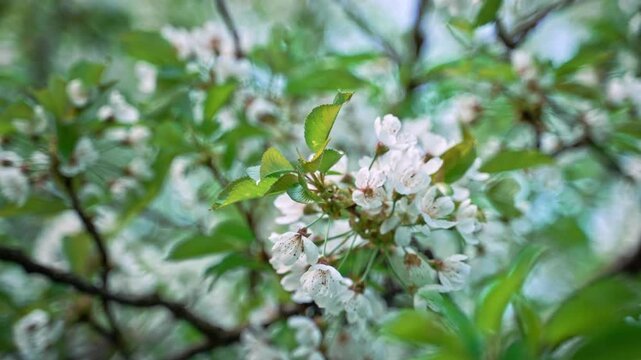 Group of white blossoms growing from a central point on a branch, young green leaves, diffused natural light, blurred foliage. Cluster of white fruit tree flowers on thin branches.