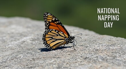 Obraz premium Monarch butterfly resting on gray stone surface with green background national napping day concept with insect