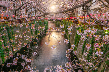 Fototapeta premium Cherry blossom trees over the Meguro River canal in Tokyo