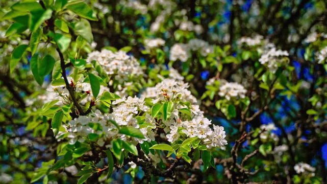 Wide shot of pear tree branches covered in white blossoms, green leaves, patches of blue sky in the background, spring day. Fruit tree in full bloom with white flowers and blue sky