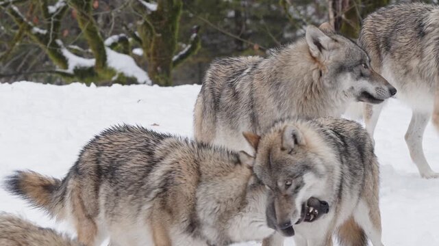 Pack of wolves in a snowy forest close-up footage