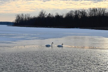 Two swans drifting across a frozen lake beneath a winter sunset © Jaime
