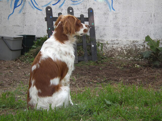 Spaniel breton © Steve Fossiant