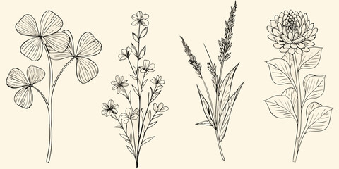 Botanical illustration of four different flowering plant specimens © AnupKumar