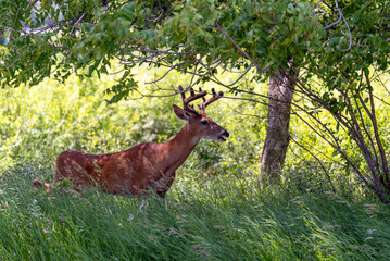 Beautiful white-tailed buck deer in the woods in summer in Wisconsin