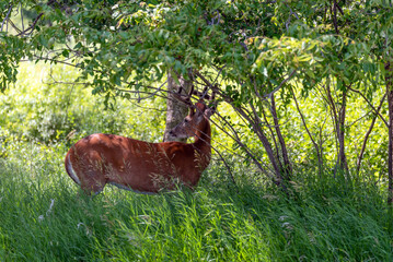 Beautiful white-tailed buck deer in the woods in summer in Wisconsin