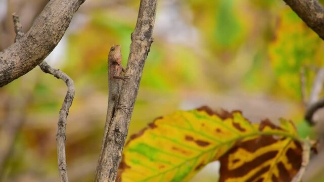 Oriental garden lizard (Calotes versicolor) - Garden lizards are relaxing on tree branches, camouflage garden lizards. Close up chameleon details.