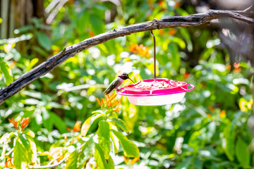 Fototapeta premium Male Costas Hummingbird Feeding at Red Feeder