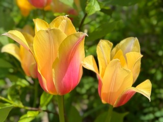 Obraz premium Tulips with beautiful yellow red petals.