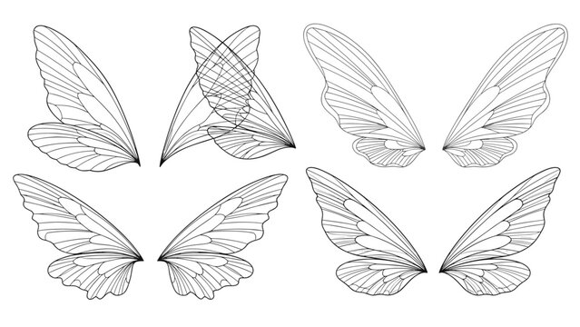 Set of four different detailed transparent insect or butterfly wings in black and white line art drawings on white.