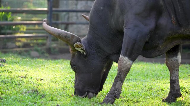 A Black Banteng (Bos Javanicus) cow peacefully grazing on a lush green pasture.